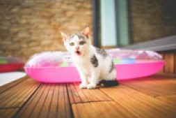 incapsula最全IP段 附地址可A解析